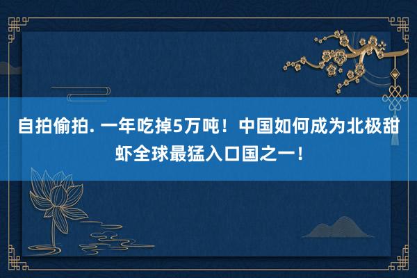 自拍偷拍. 一年吃掉5万吨！中国如何成为北极甜虾全球最猛入口国之一！